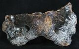 Woolly Rhinoceros Atlas Vertebra Bone - Late Pleistocene #3444-2